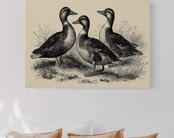 Illustrazione di un'anatra d'epoca, stampa artistica di un uccello da fattoria in bianco e nero, disegno rustico di tre anatre per la decorazione murale di un cottage di campagna