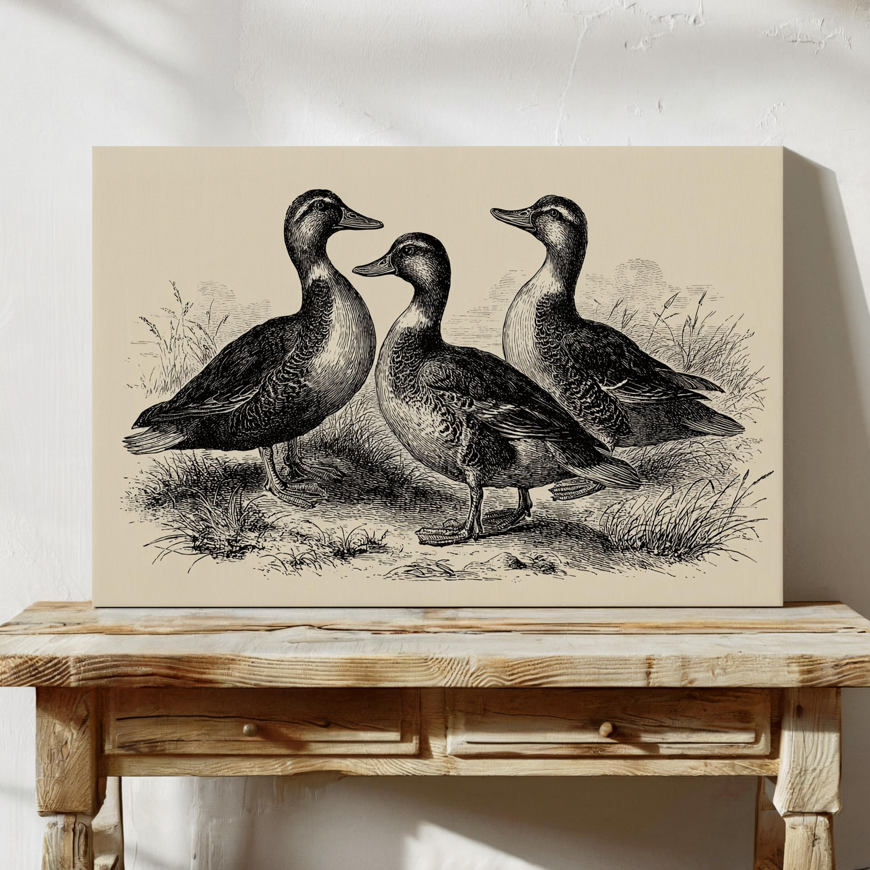 Vintage Duck Illustration, Black and White Farmhouse Bird Art