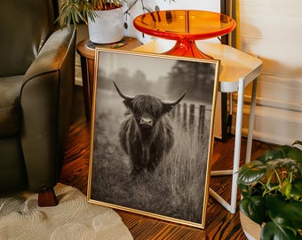 Puede incluir: Impresión en blanco y negro enmarcada de una vaca de las Tierras Altas en un campo. La vaca tiene pelo largo y lanudo y cuernos grandes. La impresión está en un marco dorado y se muestra en un suelo de madera.