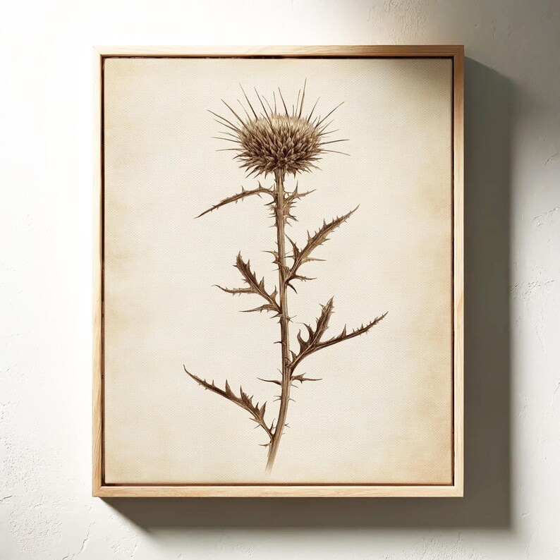 May include: A framed botanical print featuring a detailed illustration of a thistle plant. The artwork showcases the plant's spiky flower head and stem with thorns, rendered in sepia tones against a cream-colored background. The wooden frame adds a natural touch.