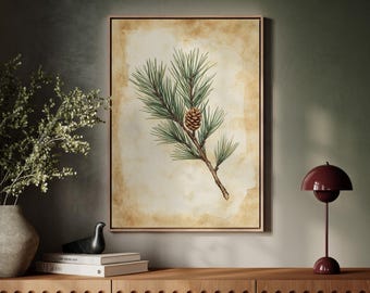 Może przedstawiać: Oprawiony botaniczny nadruk przedstawiający szczegółową ilustrację gałęzi sosny z zielonymi igłami i brązową szyszką. Grafika jest umieszczona na tle beżowego, postarzanego papieru i oprawiona w jasnobrązową drewnianą ramę.