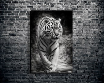 May include: A black and white photograph of a white tiger walking towards the camera. The tiger has stripes and is in a natural setting.