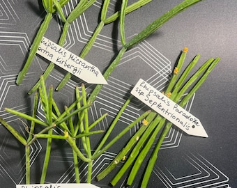 Rhipsalis Plant Cuttings -4 Cuttings Each 5&quot;-7&quot; inches Long - 3 Varieties: Neves-Armondii, Paradoxa Septentrionalis, and Micrantha Kirbergii