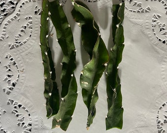 Lepismium Cruciforme f. Spiralis - Hurricane Cactus - UNROOTED Cuttings