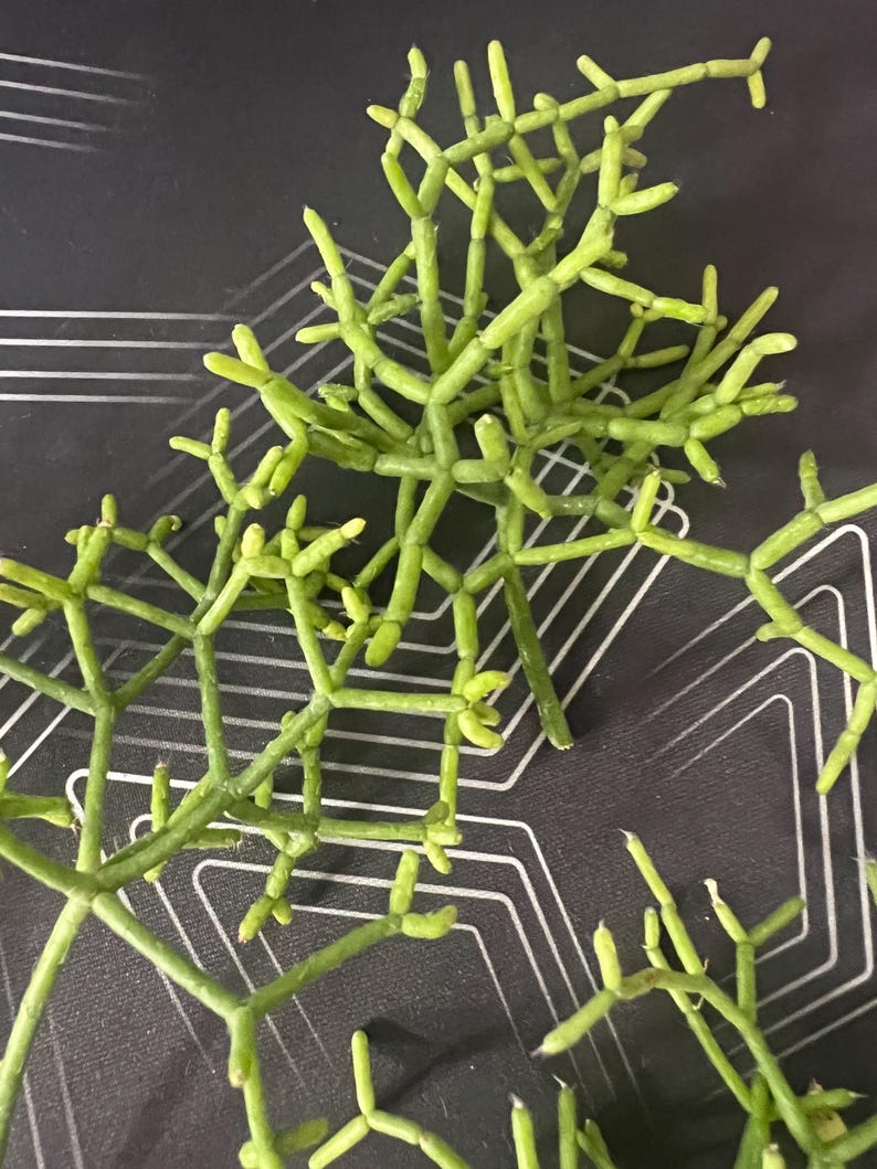 Ivetplantsshop Rhipsalis Cereuscula - Thumbnail 4