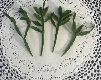 Rhipsalis Agudoensis – Small leaves and branches, Jungle Cactus- 4 UNROOTED Cuttings