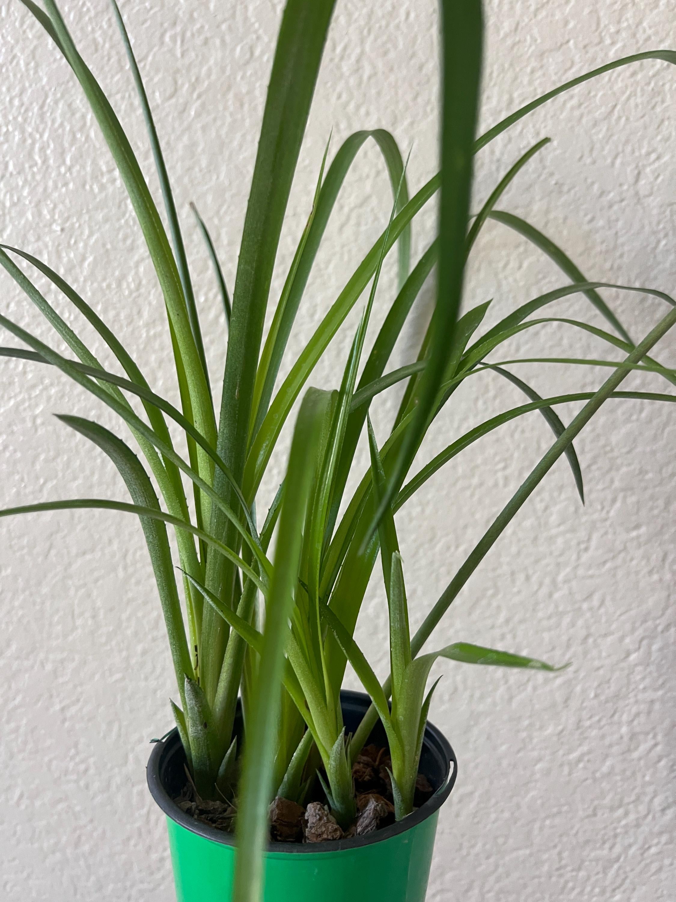 Dwarf Queen's Tears Bromeliad - Billbergia Nutans Epiphyte (no Pot