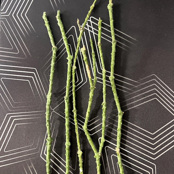 Cynanchium Marnierianium- Bundle Of Sticks - Dead Sticks Plant - 5 Unrooted Cuttings
