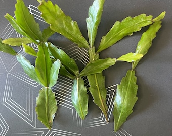 Rhipsalis Crispimarginata Aka. Rhipsalis Oblonga, Rooted Plant Shipped in  2.5" Pot - Etsy