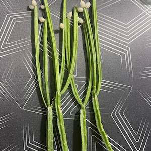 Rhipsalis Micrantha Forma Kirbergii 4 UNROOTED Cuttings