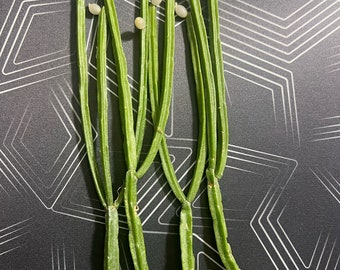 Rhipsalis Micrantha Forma Kirbergii 4 UNROOTED Cuttings