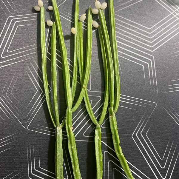 Rhipsalis Micrantha Forma Kirbergii 4 UNROOTED Cuttings