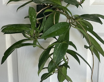 Hoya Pubicalyx Splash - pink blooms