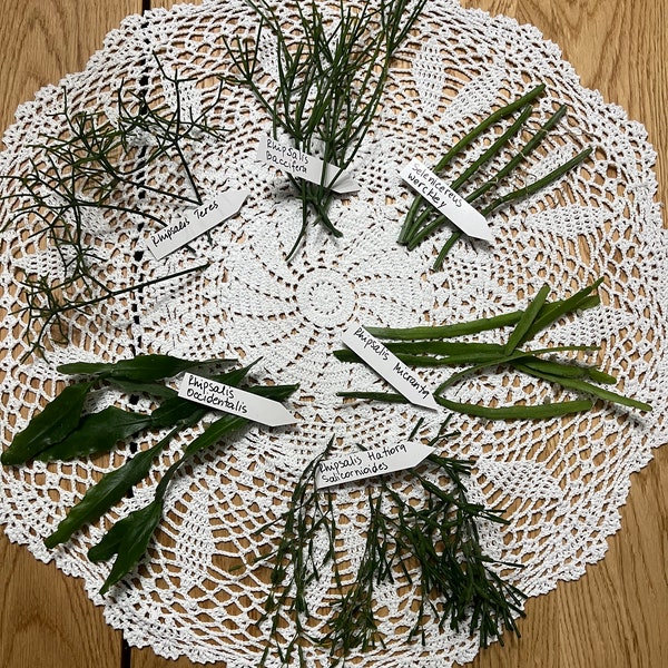 Rhipsalis Plant Cuttings, Jungle Cactus. Approximately 5”- 7” UNROOTED Cuttings, 6 Varieties Pack, 4 Pieces Each Variety