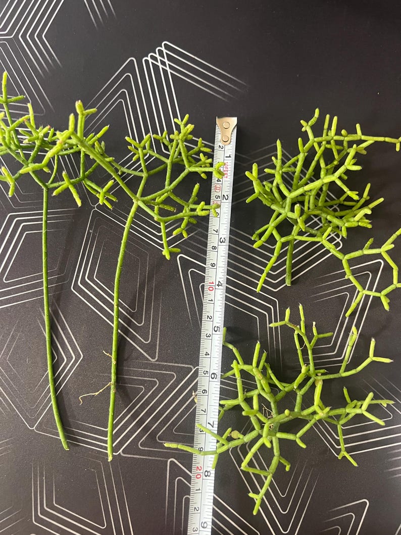 Ivetplantsshop Rhipsalis Cereuscula - Thumbnail 5