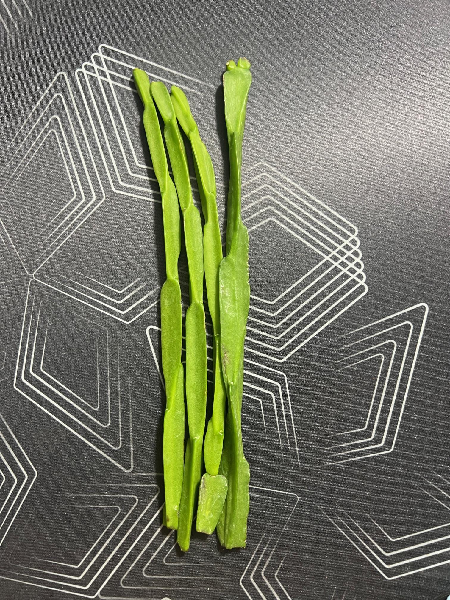 Rhipalis Paradoxa - Chain Cactus - 4 Unrooted Cuttings
