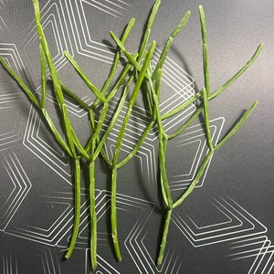 Rhipsalis Sulcata - 4 Unrooted Cuttings