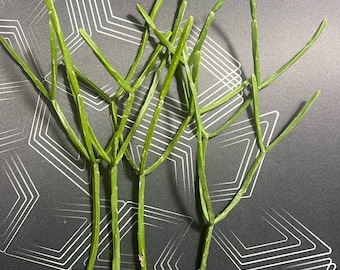 Rhipsalis Sulcata - 4 Unrooted Cuttings