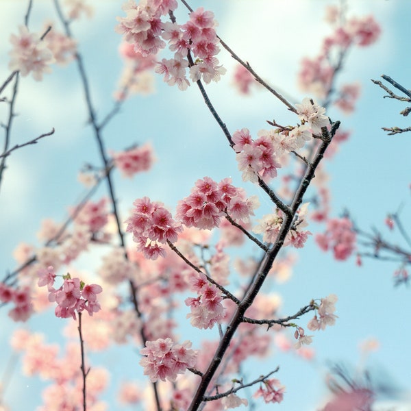Okinawa Cherry Blossoms on Portra 400 (Photo Print)