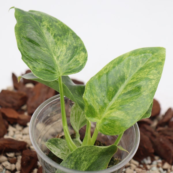 Philodendron giganteum variegata