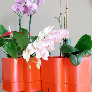 Puede incluir: Dos jardineras de color naranja brillante, con bordes ondulados, sobre ruedas, llenas de plantas vibrantes. Una jardinera contiene orquídeas rosas, mientras que la otra presenta orquídeas a rayas blancas y rosas y follaje verde. Las jardineras están sobre una superficie de madera.