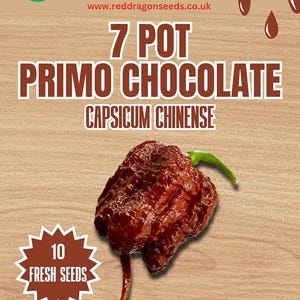 7-burkars Primo chokladchilifrön - 10 färska 7-burkars Primo chokladchilifrön