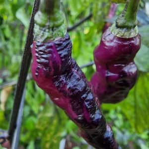 Purple Dream Chilli Seeds - 10 Fresh Purple Dream Pepper Seeds
