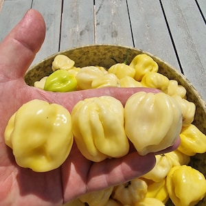 Habanero White Giant Chilli Seeds - 10 Fresh Habanero White Giant Pepper Seeds