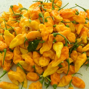 Yellow Bhut Jolokia Chilli Seeds - 10 Fresh Yellow Ghost Pepper Seeds