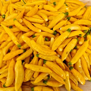 Semi di peperoncino ananas Aji - 10 semi freschi di peperoncino ananas AJI