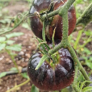 ラ カデロ トマトの種子 - 新鮮なラ カデロ トマトの種子 15 個
