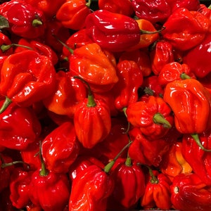 Habanero Chilli Seeds- Habanero Red Pepper Seeds