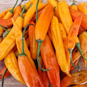 Semi di peperoncino Aji Orange - 10 semi freschi di peperoncino Aji Orange