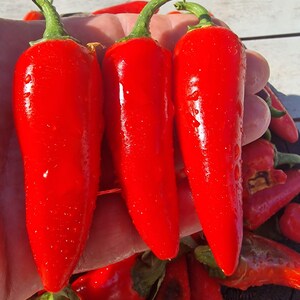 May include: Three vibrant red chili peppers with smooth, glossy skins and green stems. The peppers are elongated and tapered, featuring small water droplets on their surfaces. Additional red chili peppers are visible in the background.
