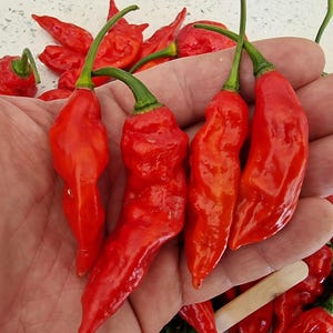 May include: A selection of bright red chilli peppers with green stems. The peppers have a wrinkled texture and are held in an open hand, with more peppers visible in the background. The chillies are a vibrant red colour.