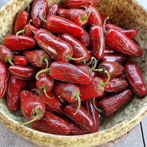 Biker Billy Jalapeno Seeds - 10 Fresh Billy Biker Jalapeno Pepper Seeds