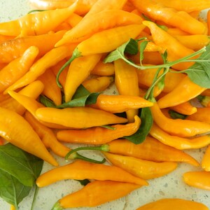 Semi di peperoncino Aji Challuaruro - 10 semi di peperoncino Aji Challuaruro freschi