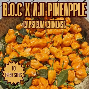 Semi di peperoncino ananas B.O.C x Aji - 10 semi freschi di peperoncino ananas B.O.C x Aji
