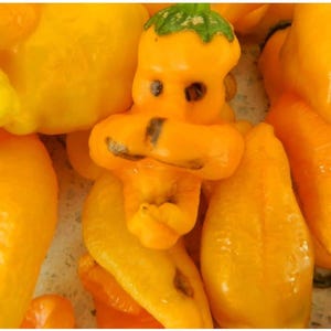 Monkey Face Yellow Chilli Seeds - 10 Fresh Monkey Face Yellow Seeds