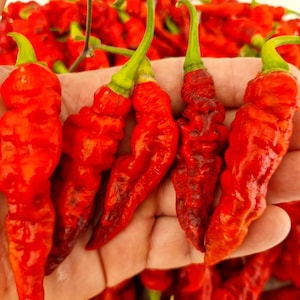 FruitGum Red Multicoloured Chilli Seeds - 10 Fresh FruitGum Red Multicoloured Pepper Seeds