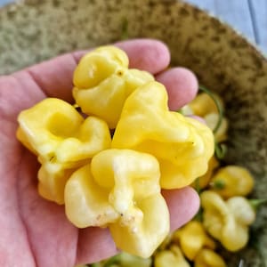 AJI Fantasy Chilli Seeds - 10 Fresh AJI Fantasy Pepper Seeds