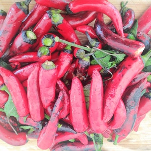 Vampire Chilli Seeds - 10 Fresh Black Vampire Pepper Seeds
