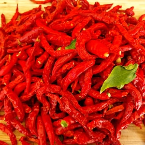 Nepal Snakebite Chilli Seeds - 10 Fresh Nepal Snakebite Pepper Seeds