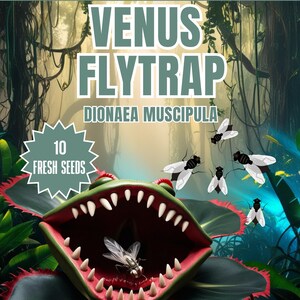 Peut inclure: Un sachet de 10 graines fraîches de dionée attrape-mouche, étiqueté DIONAEA MUSCIPULA, illustré d'une plante verte et rouge aux dents acérées capturant une mouche, avec le texte RED DRAGON WELSH CHILLI SEEDS et www.reddragonseeds.co.uk en haut.