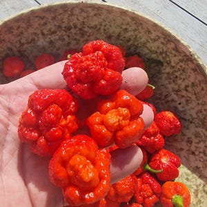 May include: A collection of bright red, bumpy, and irregularly shaped chili peppers with a glossy texture. The peppers have a distinctively wrinkled, folded appearance and are gathered in a large, speckled, light-colored bowl.