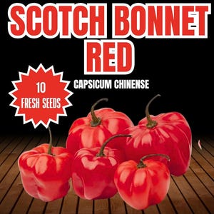 Scotch Bonnet Red Chilisamen - 10 Frische Scotch Bonnet Red Chilisamen