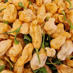 May include: A large collection of yellow habanero peppers with wrinkled, irregular skins and small green stems. The peppers are piled together in a dense cluster, showing various shades of pale to vibrant yellow with some green leaves visible.
