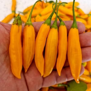 AJI Cito Chilli Seeds - 10 Fresh AJI Cito Pepper Seeds