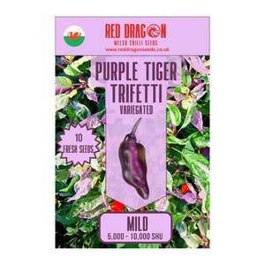 Purple Tiger Trifetti Chili Samen - 10 Frische Tiger Trifetti Chilisamen