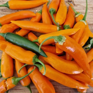 Große Thai Orange Chili Samen - 10 frische große orange Thai Chili Samen